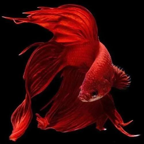 浪锅
