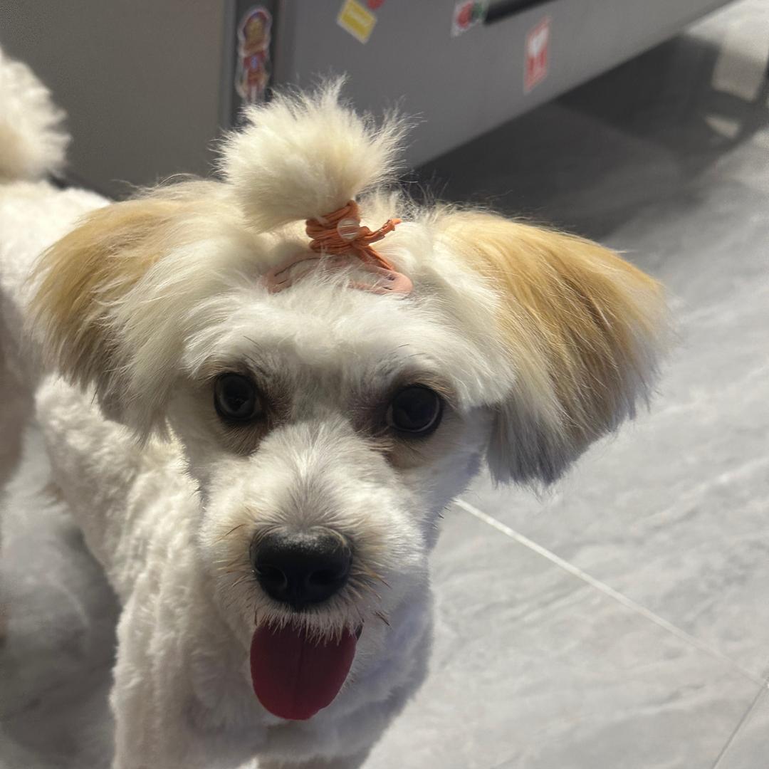 nia巴狗旺财妈