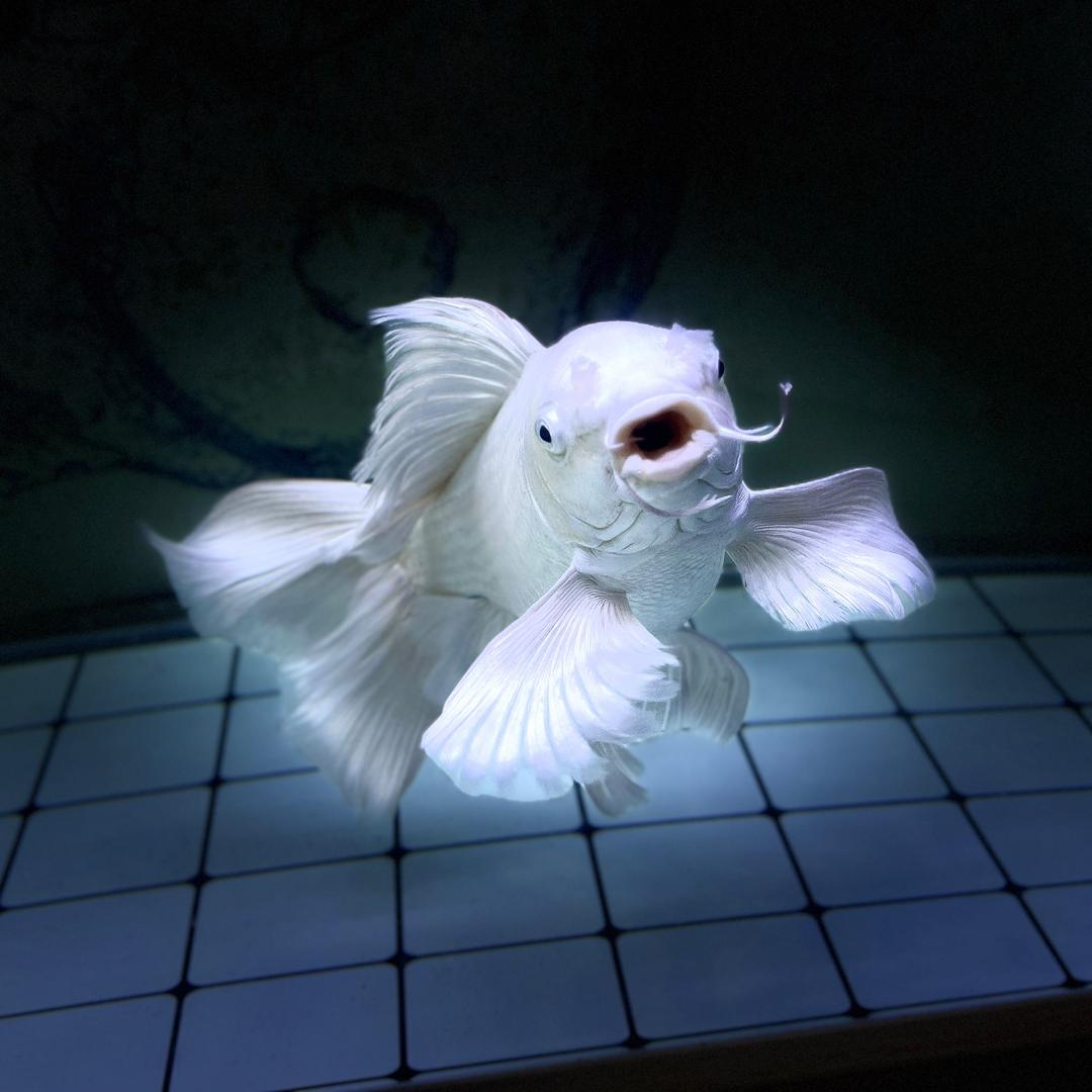 原沐精养蝴蝶鲤