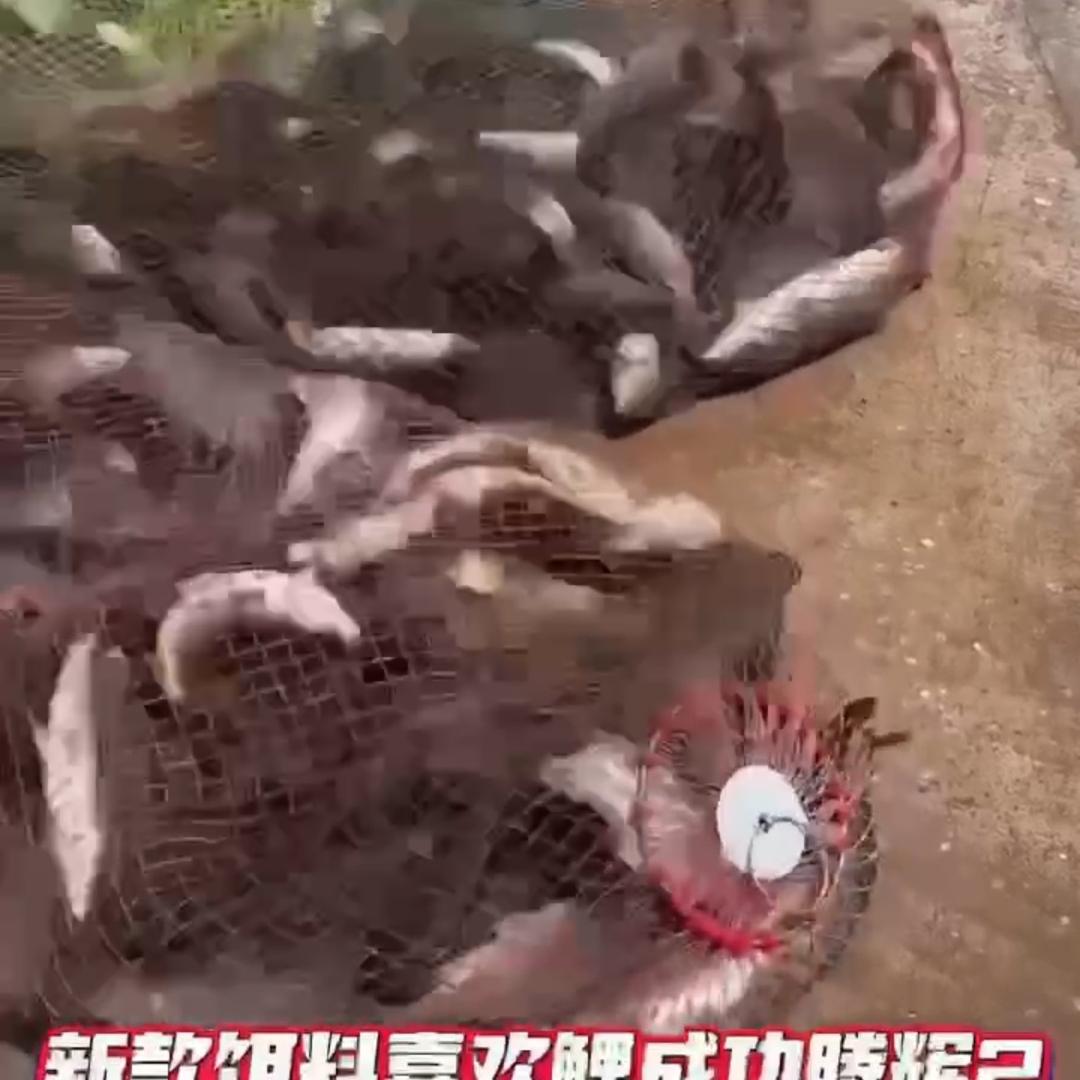 （专注黑坑）的小白