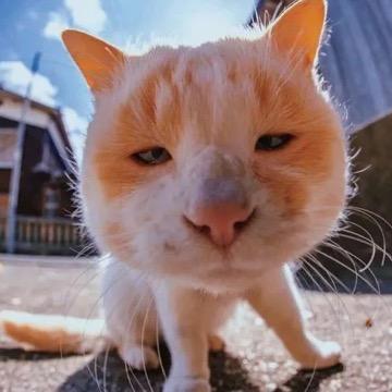 猫在胡同