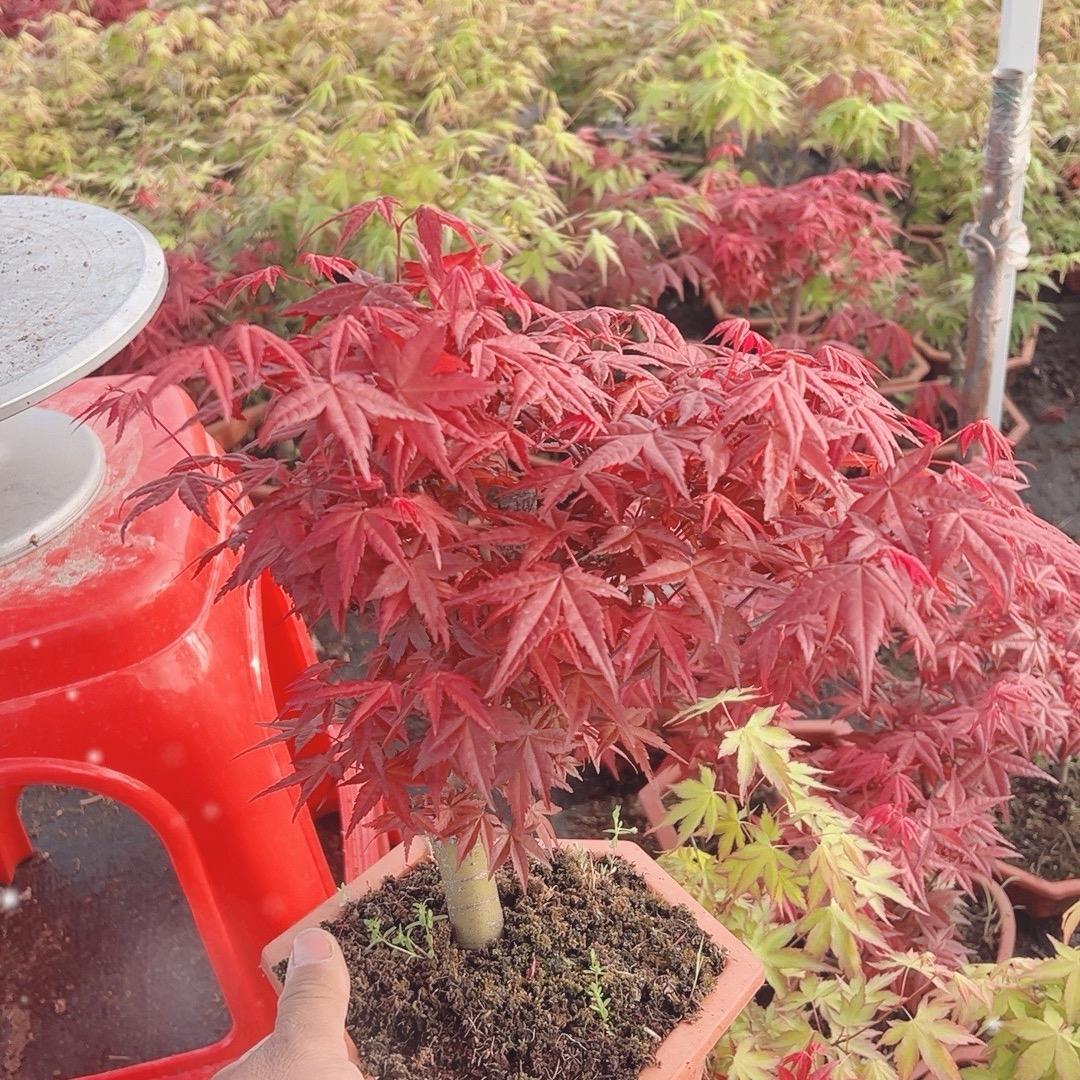 枫之林园艺