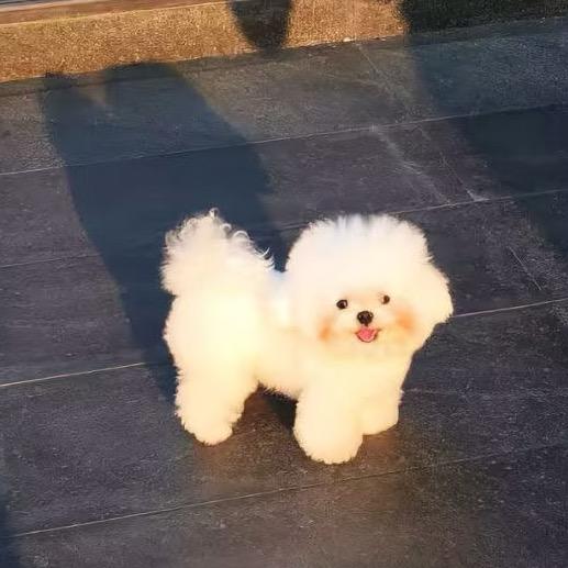 雪个桃