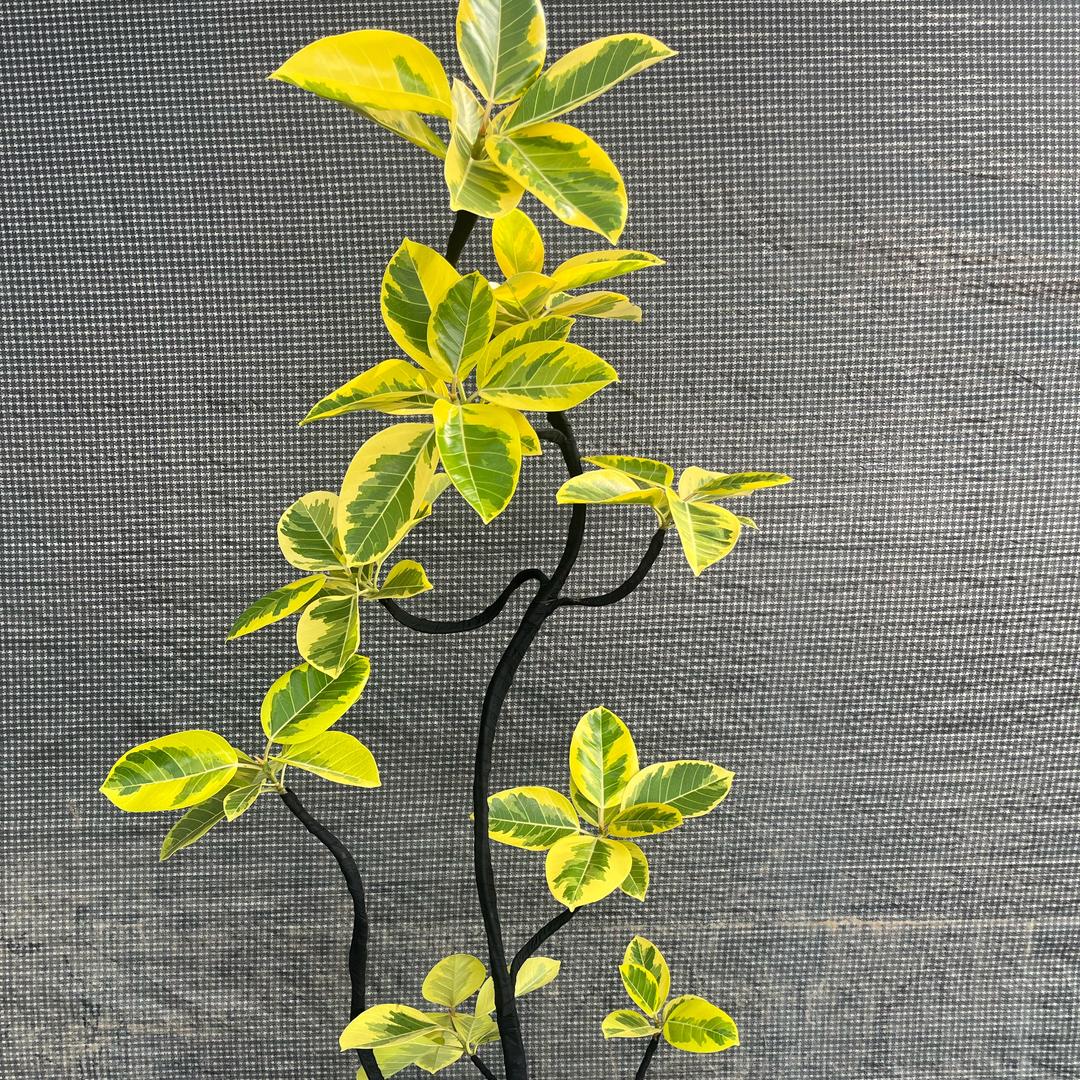 小良花木