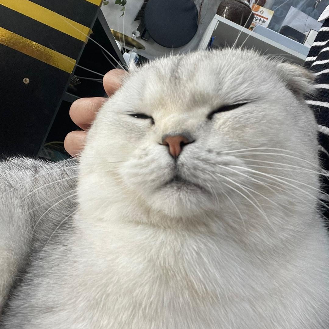 球球是只猫🐱