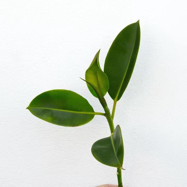 武二郎发财树🎄