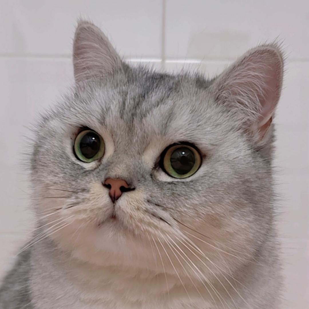 胖胖猫猫胖不胖