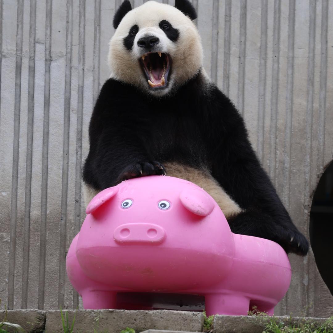 Panda小奇迹林