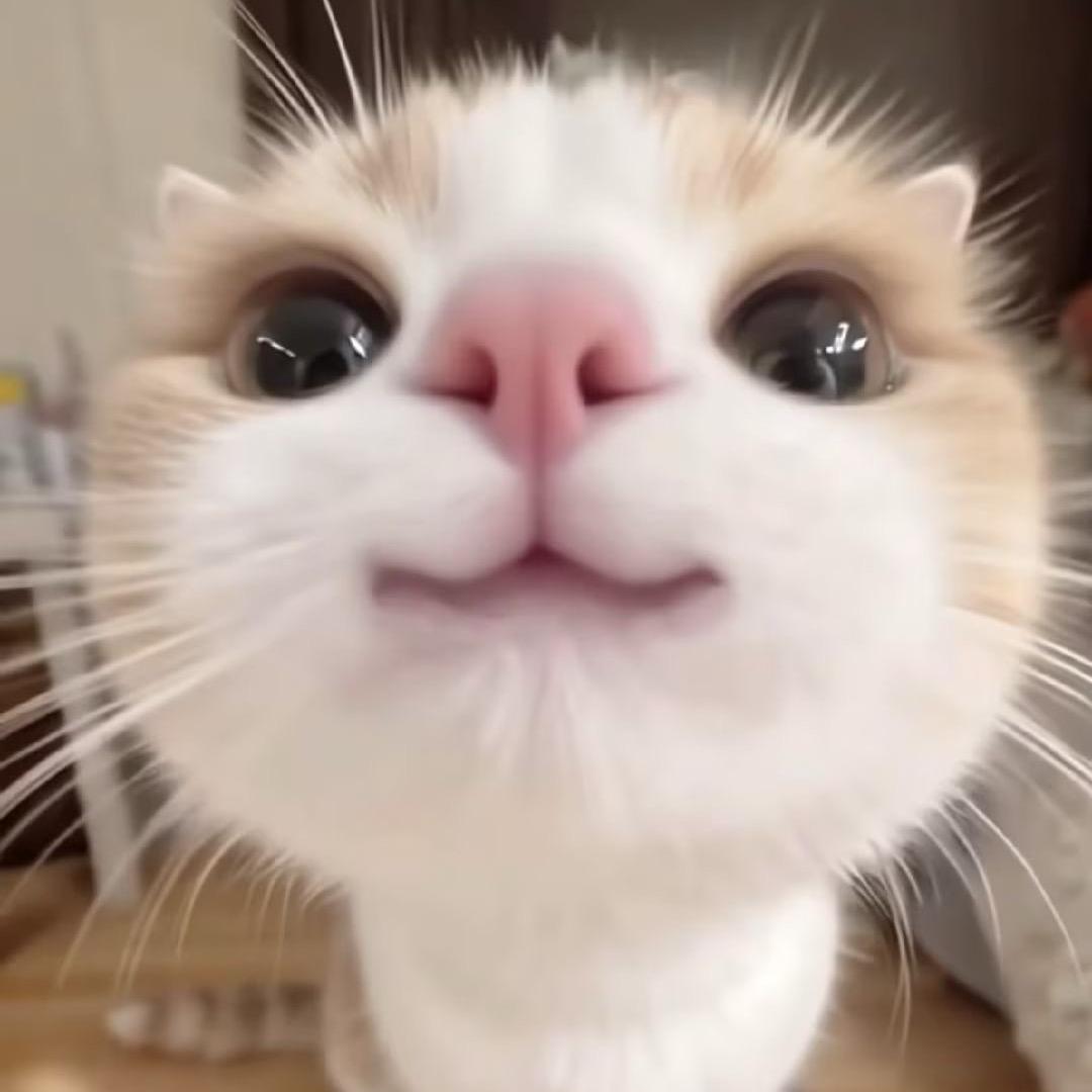 桔子大王