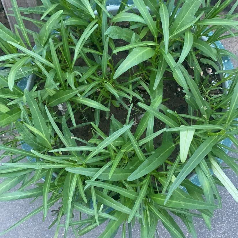 月饼煲水鸭汤