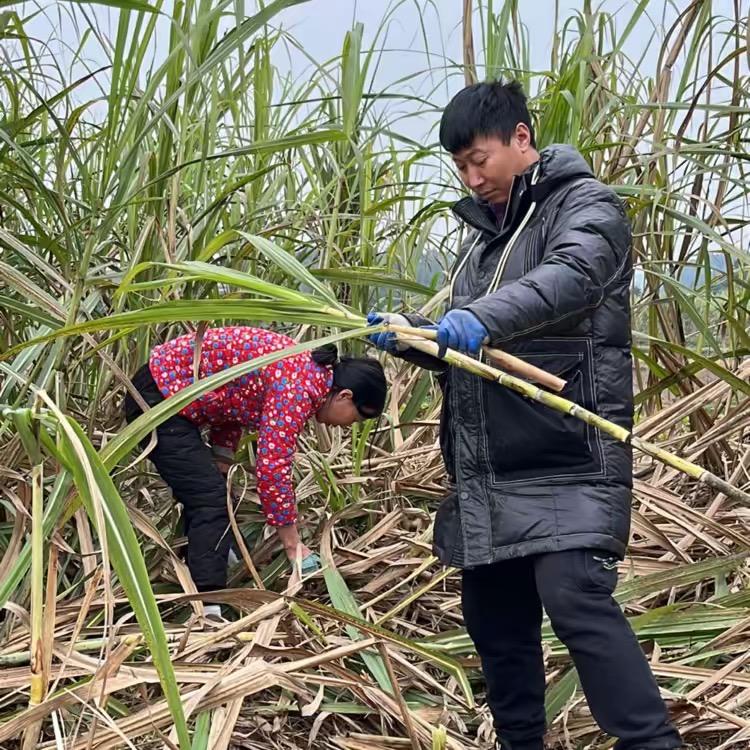 双林（向义虎）