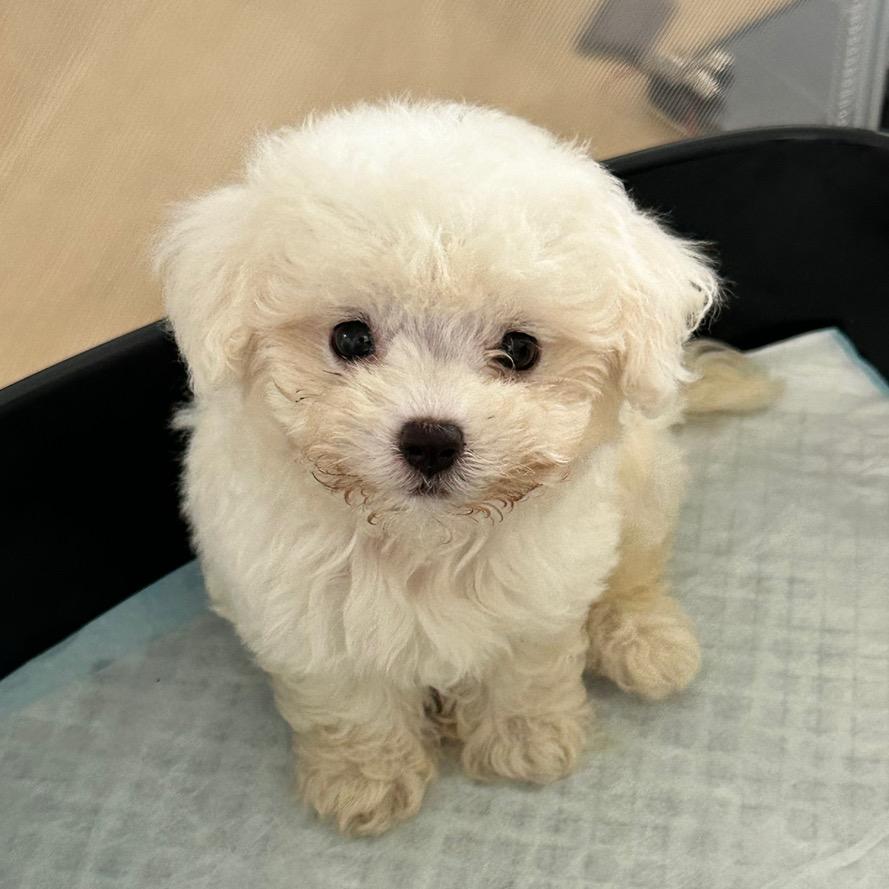 铁锤是妹妹