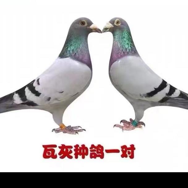 天下缘信鸽