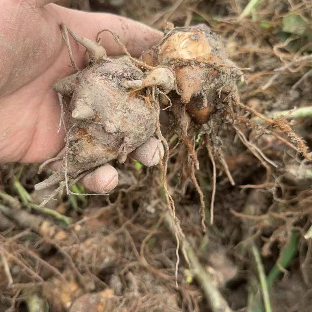 江油娜附附 【附子 半夏】