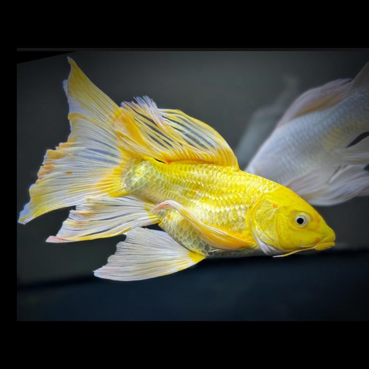 鱼汤说养鱼蝴蝶鲤