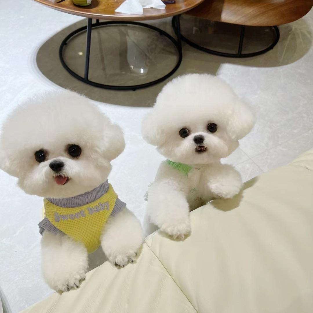 糖糖家💕韩系比熊 博美