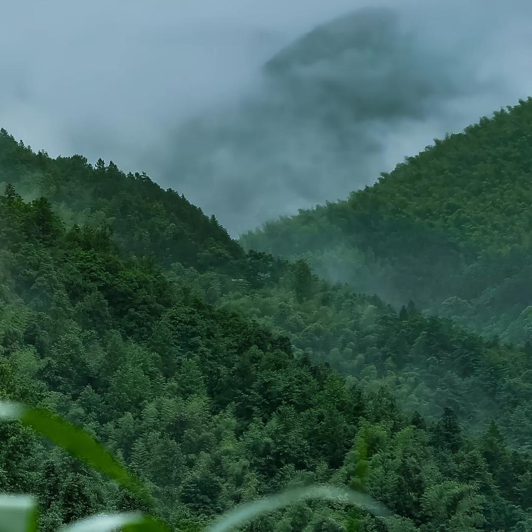 冷标荛牧12368号