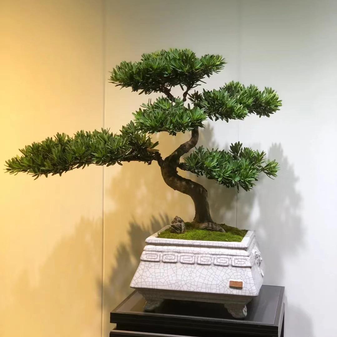 汉中（景苑盆景景观）