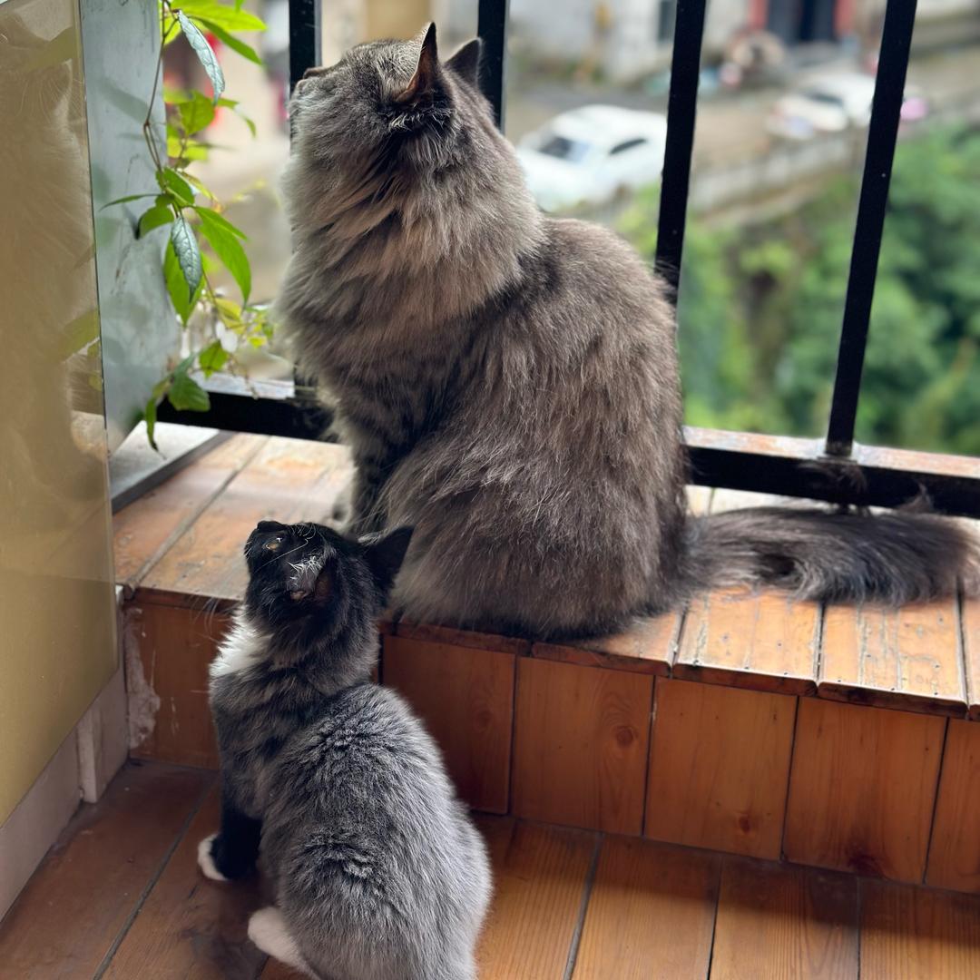 开心想吃奥莉奥