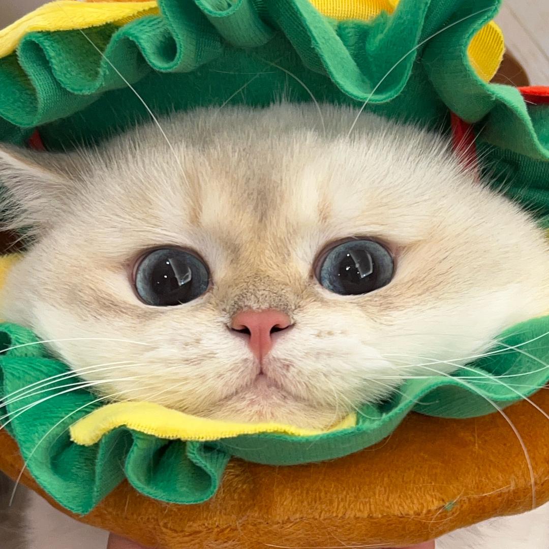 Maxbeacon大灯塔金渐层猫舍