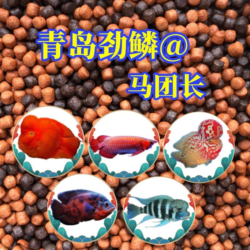 青岛劲鳞水族马团长