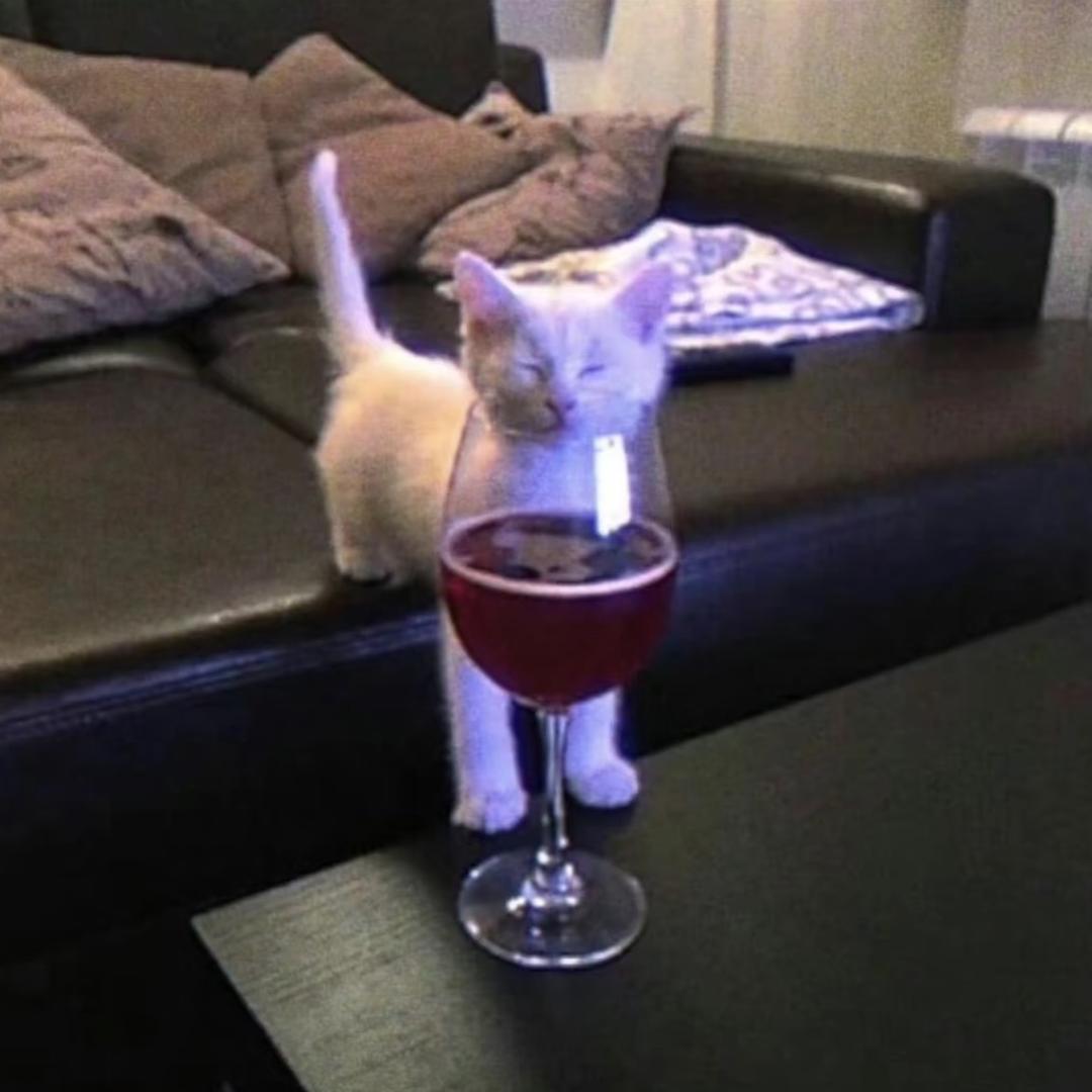 ㅤ    ㅤ么凹猫