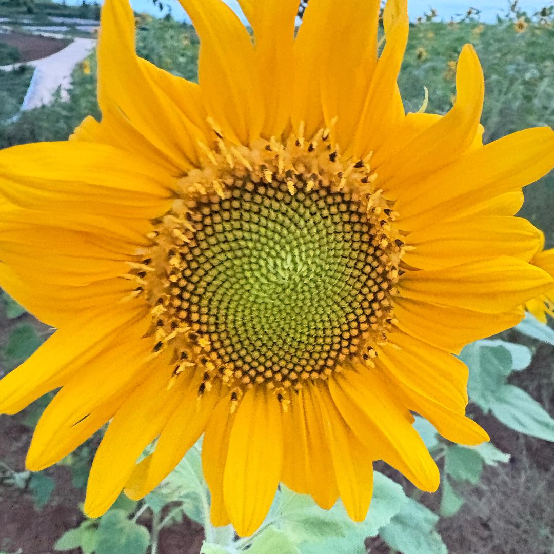 我姓劉可曾留在你心里