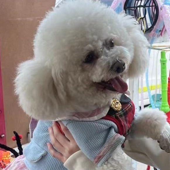 小金毛