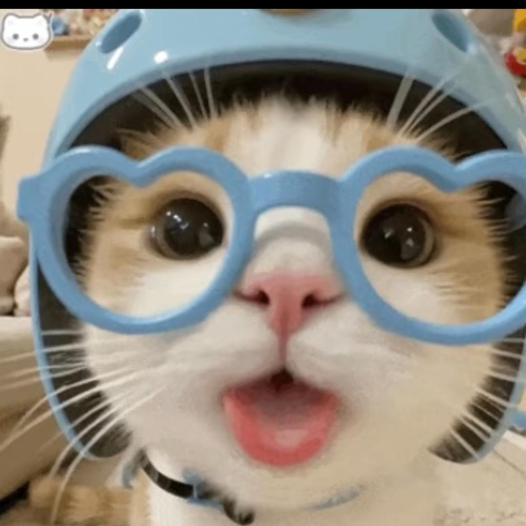 小杰的猫meme
