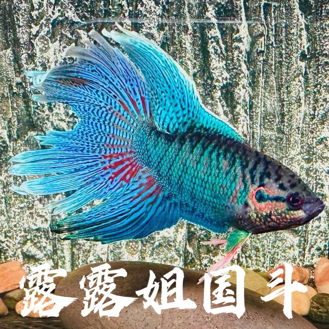露露姐国斗馆