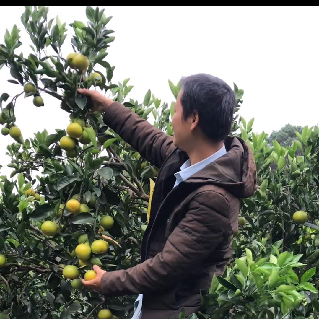 农村哥阿三