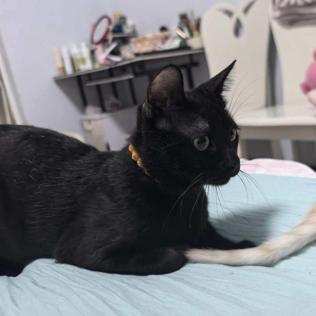 来财的朋友圈。🐱