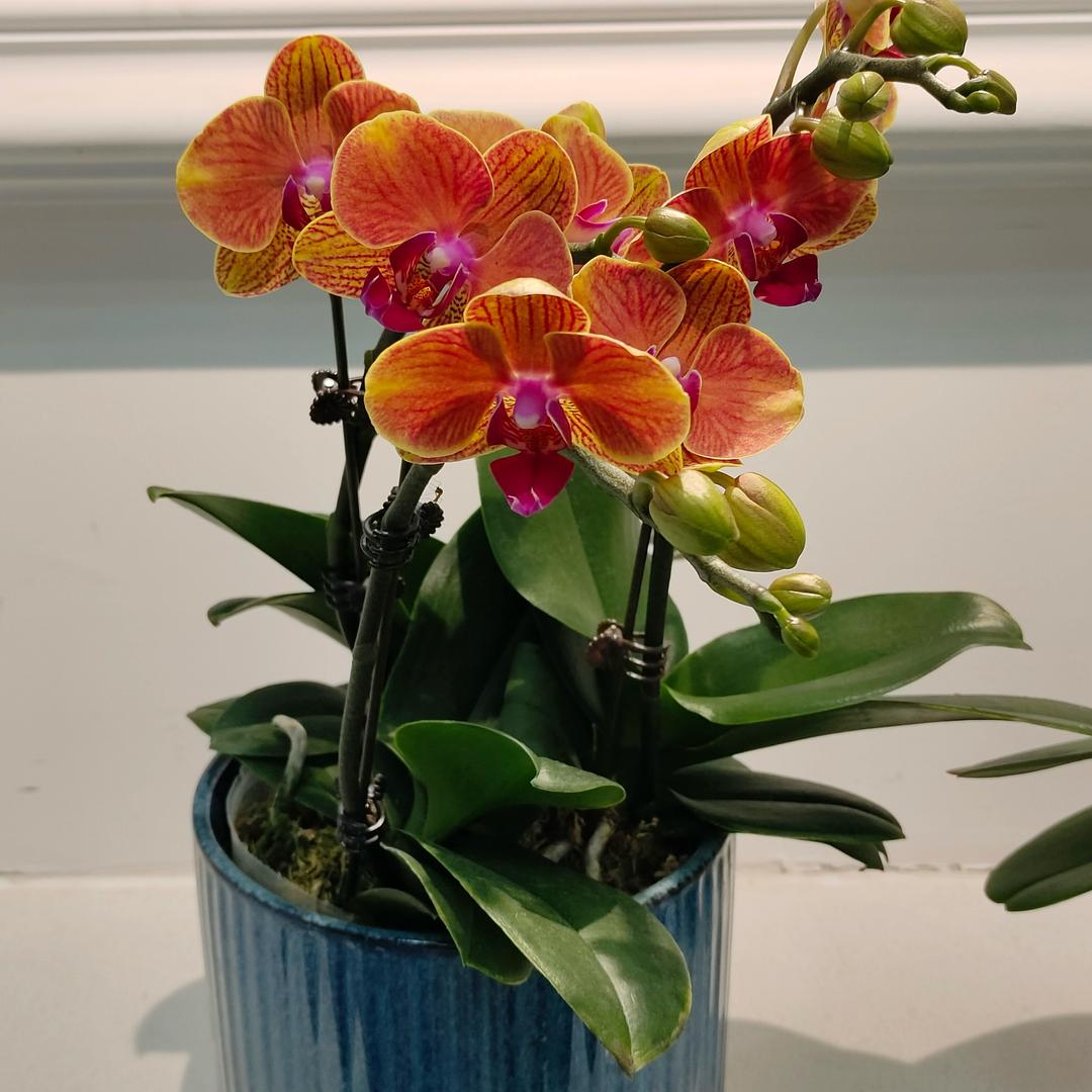 付老师珍奇蝴蝶兰