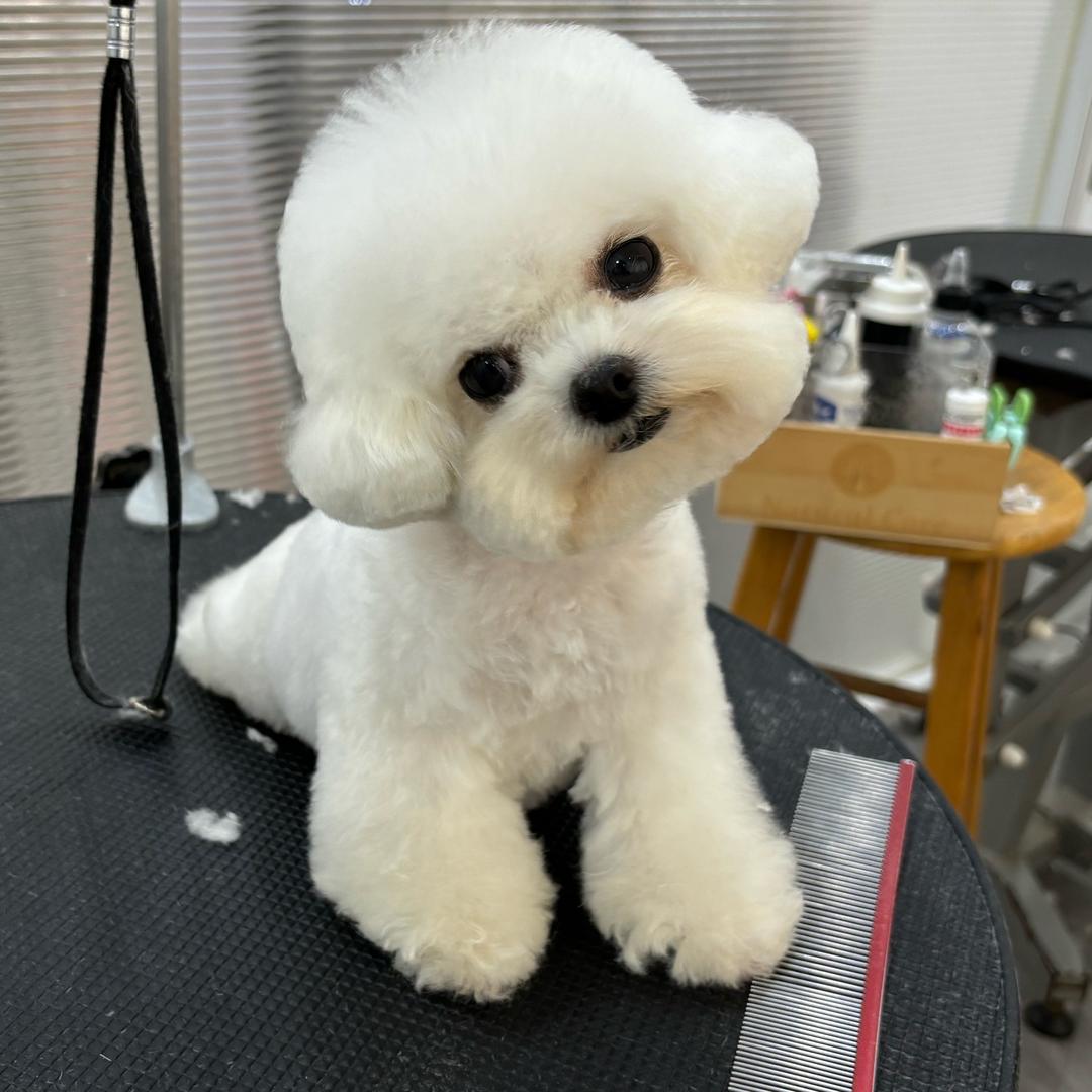 喵喵家的小比熊