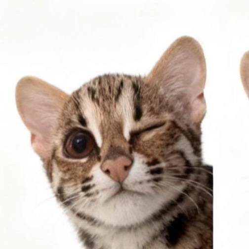 山猫爱上狸