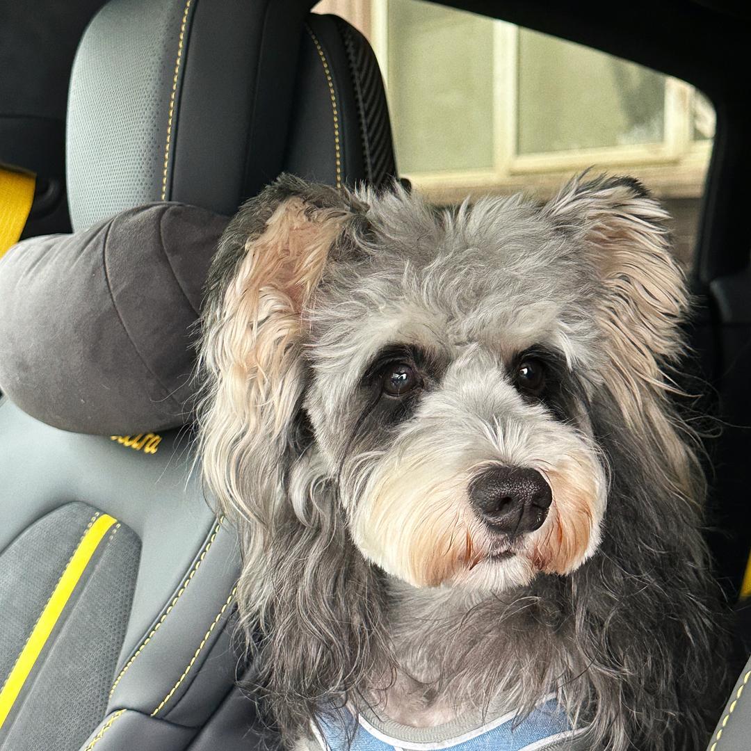 坦克不爱吃狗粮