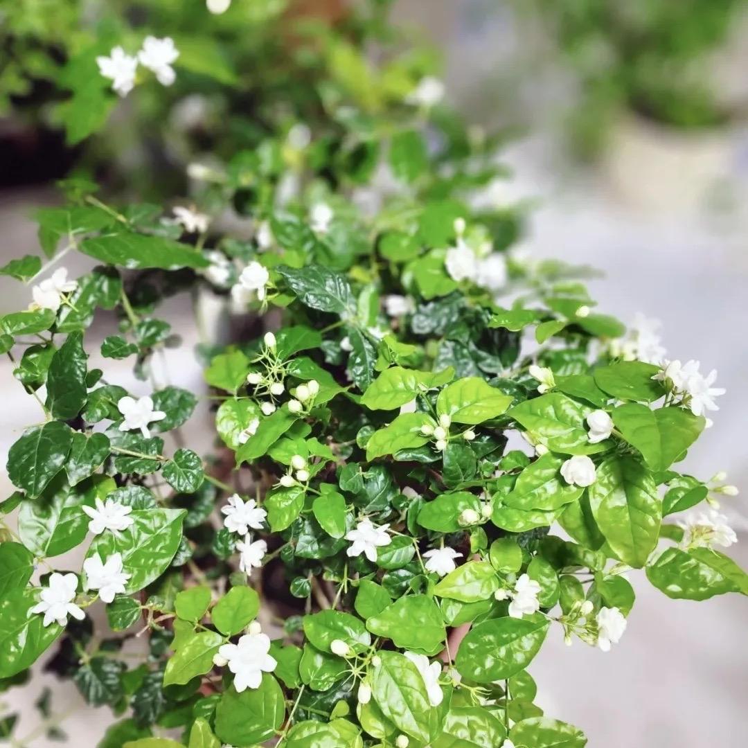 骆驼鞋业(恒口店)