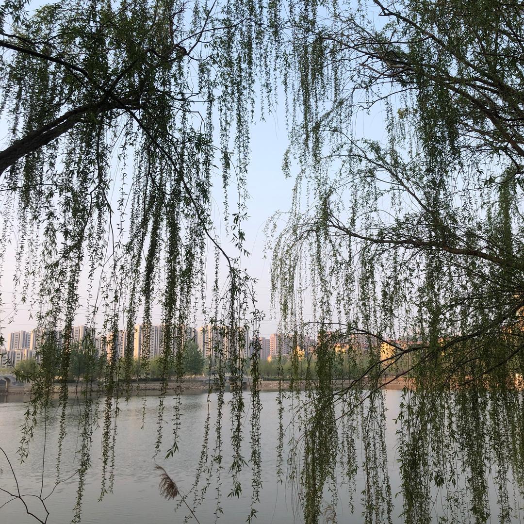 心静如水
