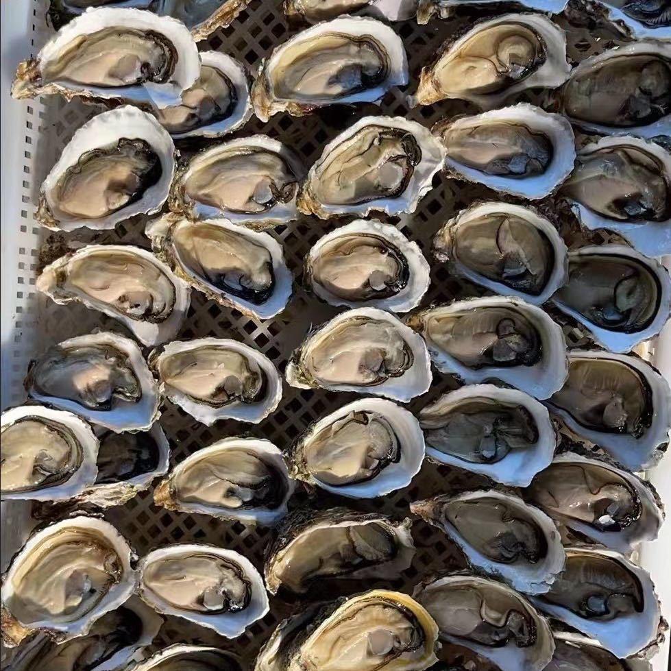 乳山 福建生蚝批发厂家