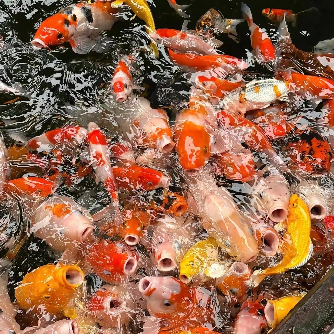 鸿运锦鲤汇