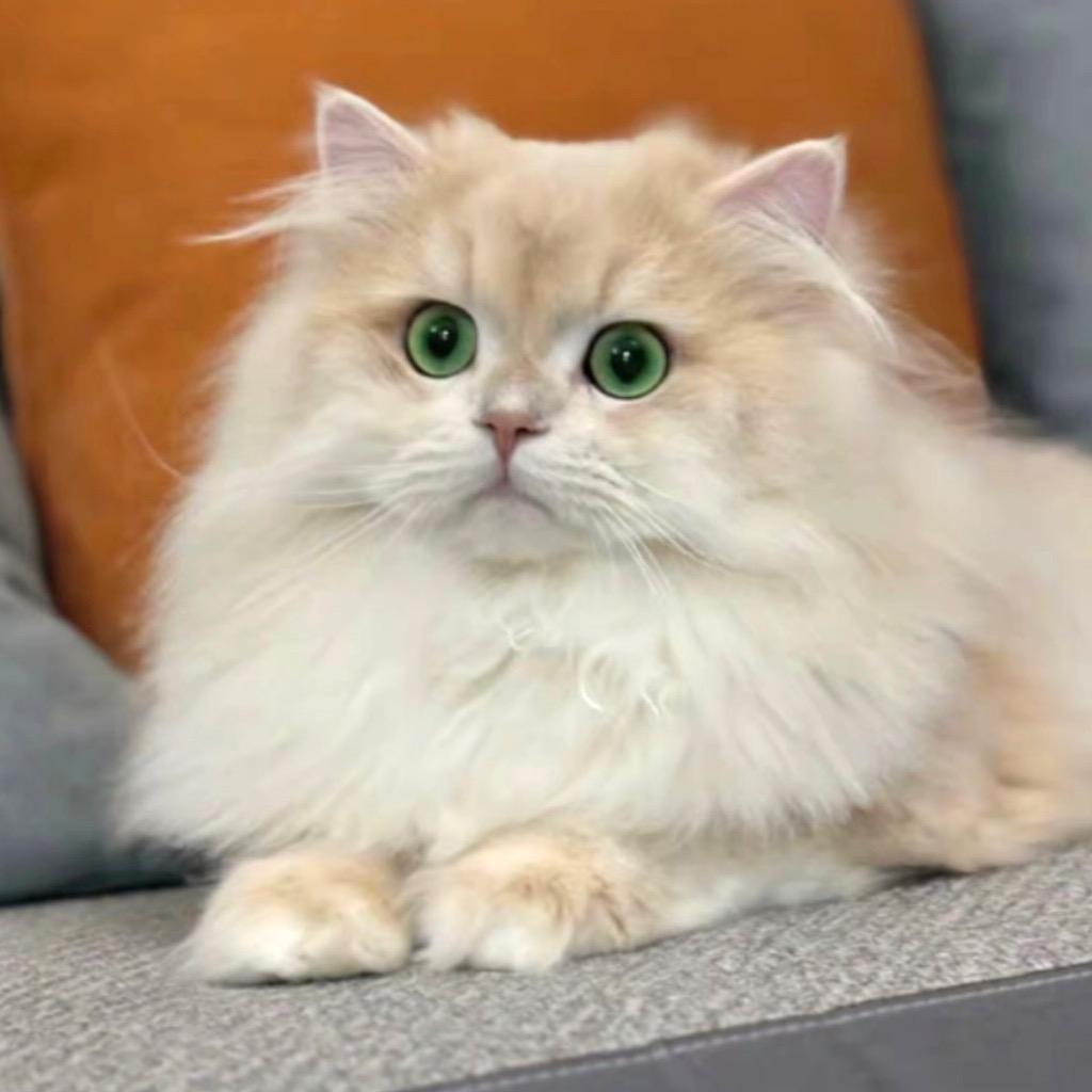 墩墩是只猫