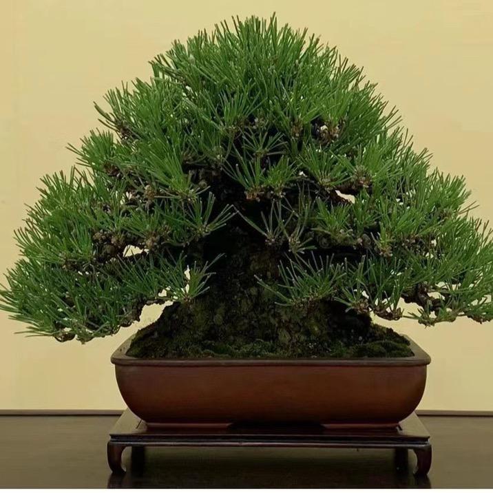 琴园盆景