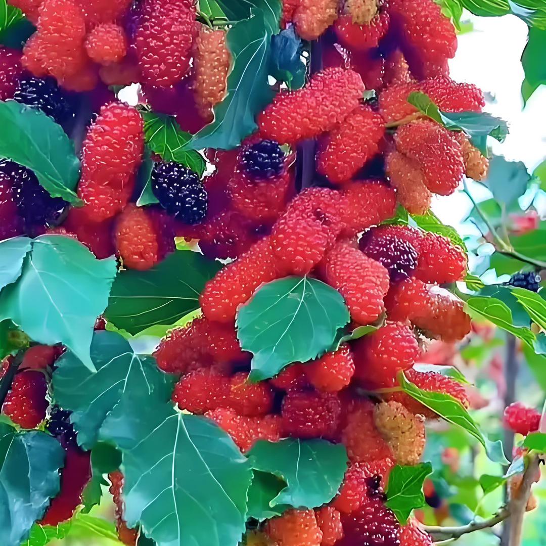 果树苗木批发基地