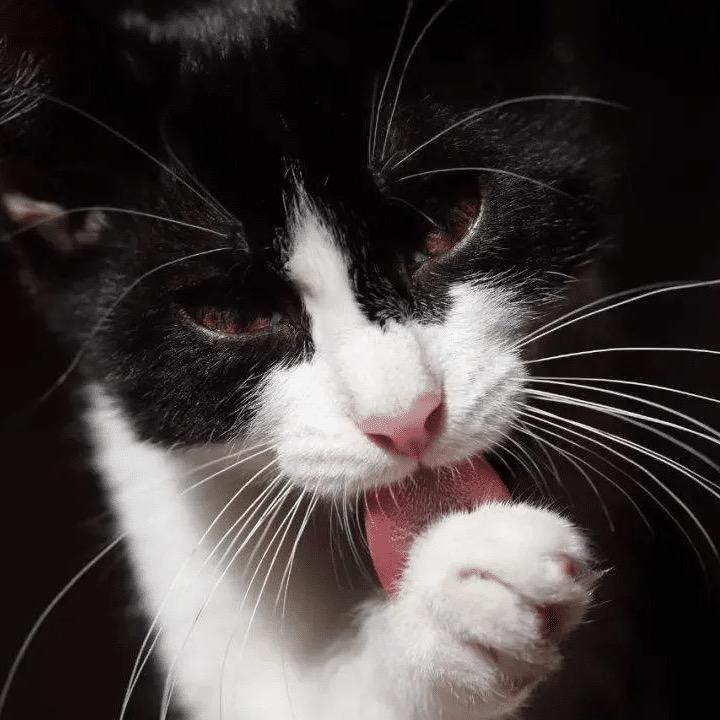 看店的猫