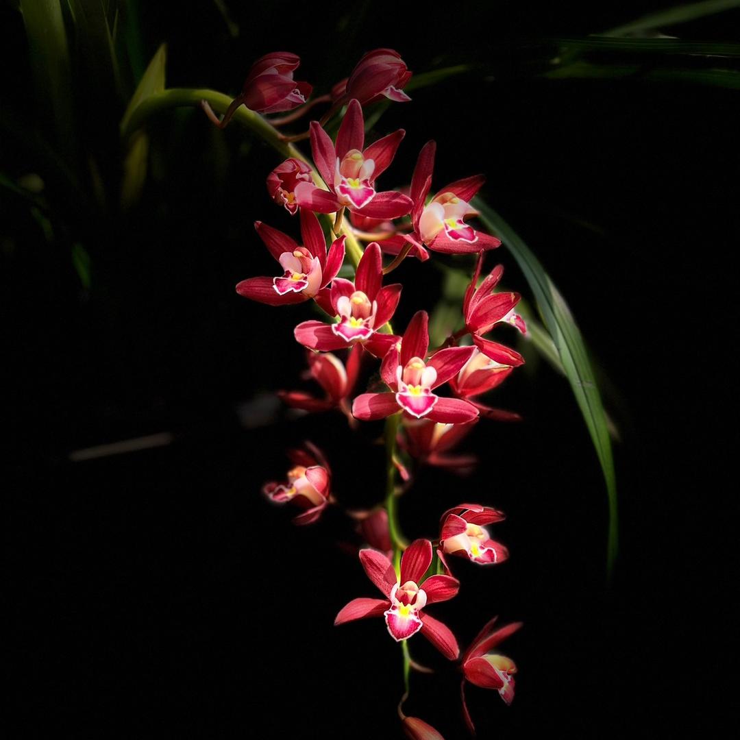 山美兰花