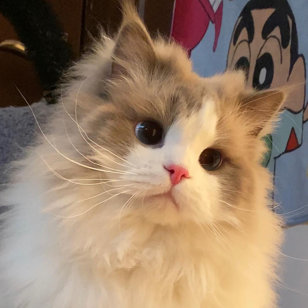 小咪拔牙