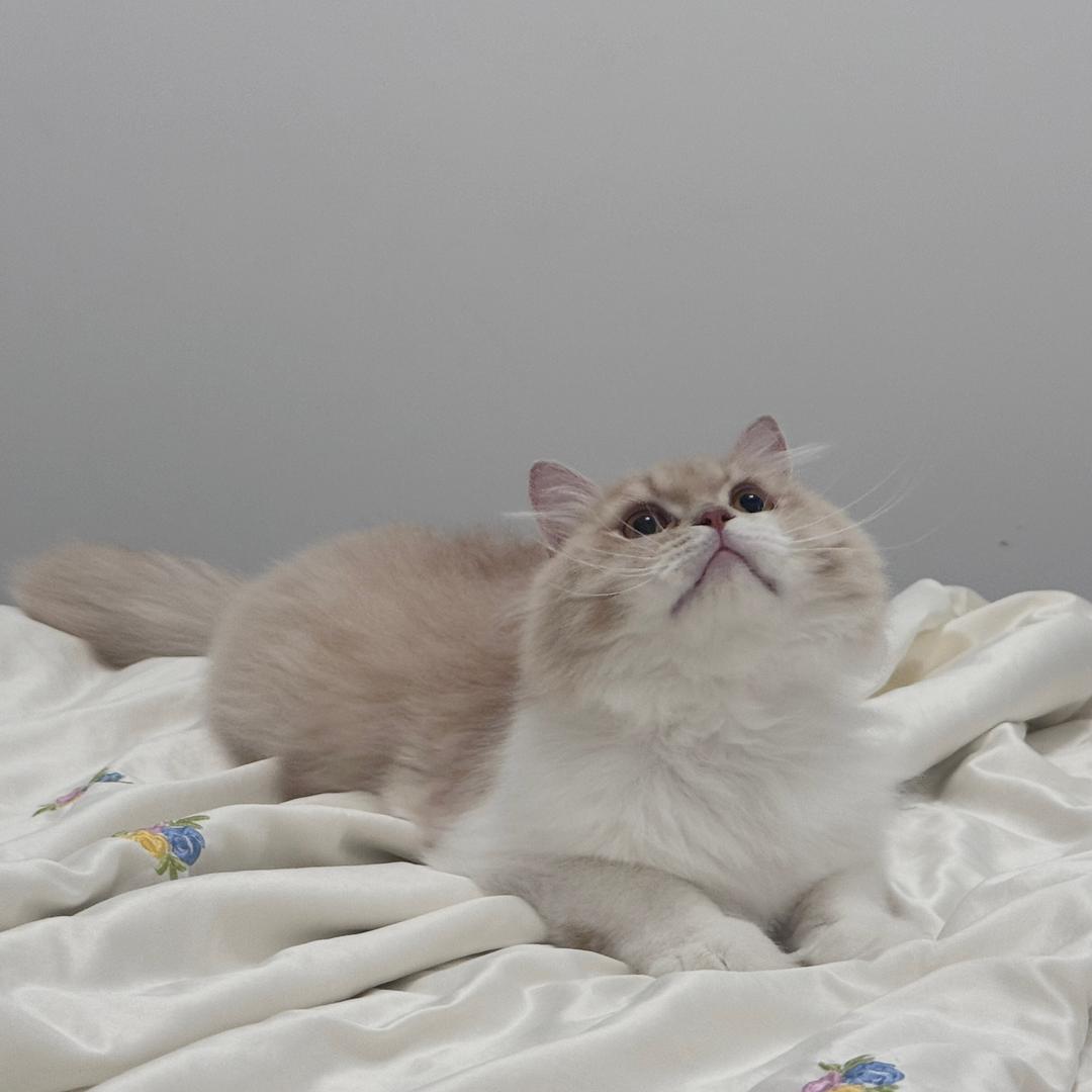 星辰吖🫧嘟嘟～