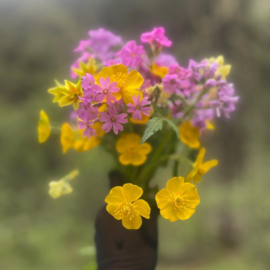 ༼དཔྱིལ་དཔལ་བུ་མོ༽