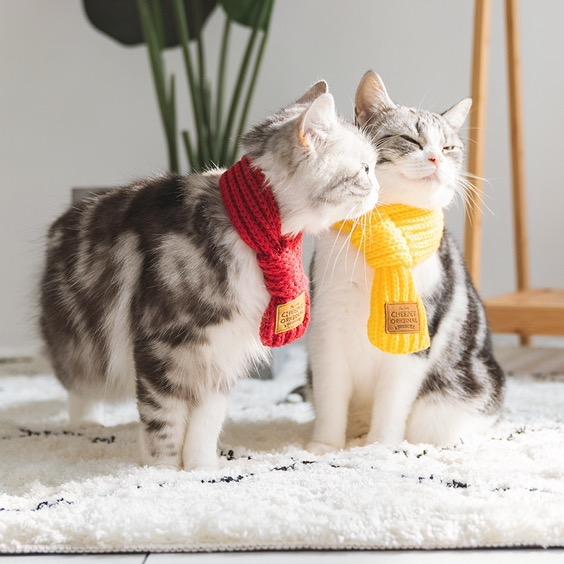 阿川是只大猫猫