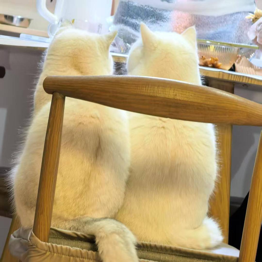 不想和没有猫的人说话😁